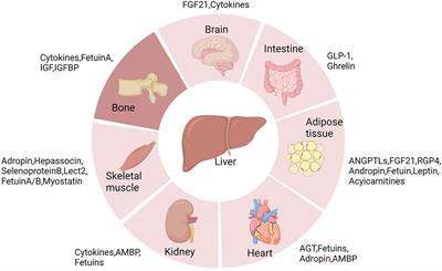 Liver-bone crosstalk in non-alcoholic fatty liver disease: Clinical implications and underlying pathophysiology